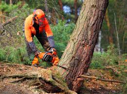 How Our Tree Care Process Works  in George, IA